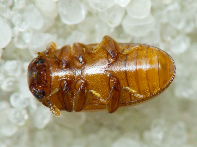 Dacne bipustulata (Thunberg, 1781)